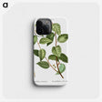 2-74_Treatise-on-Trees-and-Shrubs_phone