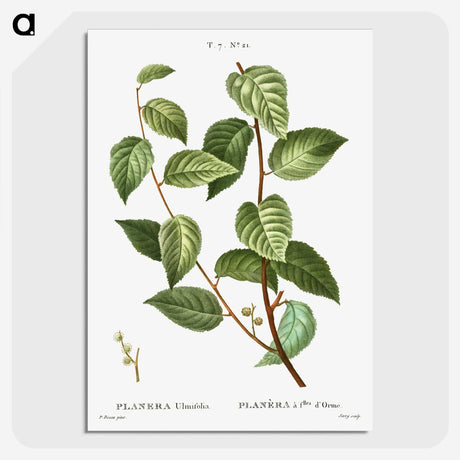 2-74_Treatise-on-Trees-and-Shrubs_picture-crop