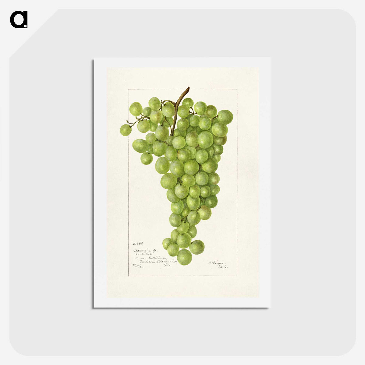 2-74_USDA-Watercolor-Fruit-Painting-Collection_hagaki