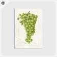 2-74_USDA-Watercolor-Fruit-Painting-Collection_postcard