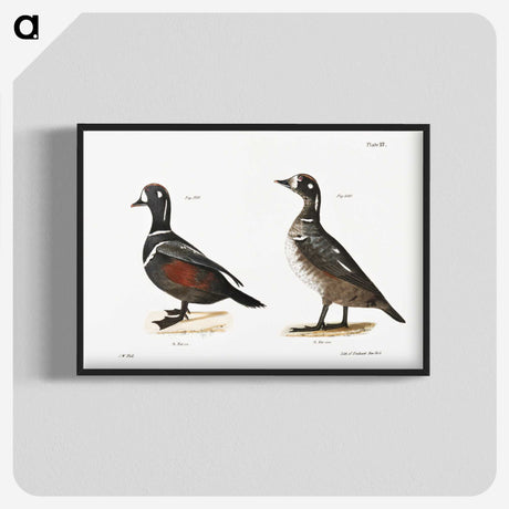 2-74_Zoology-of-New-York_blk-crop