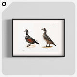 Harlequin Duck - ニューヨークの動物学 Poster.