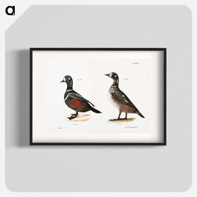 アートポスター-Harlequin Duck - ニューヨークの動物学 Poster.