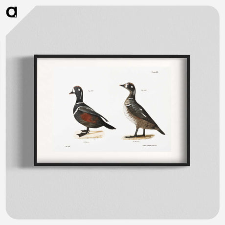 2-74_Zoology-of-New-York_blk