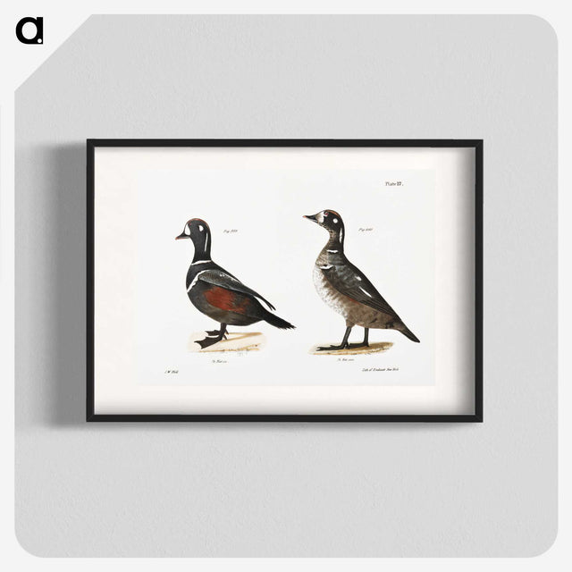 2-74_Zoology-of-New-York_blk