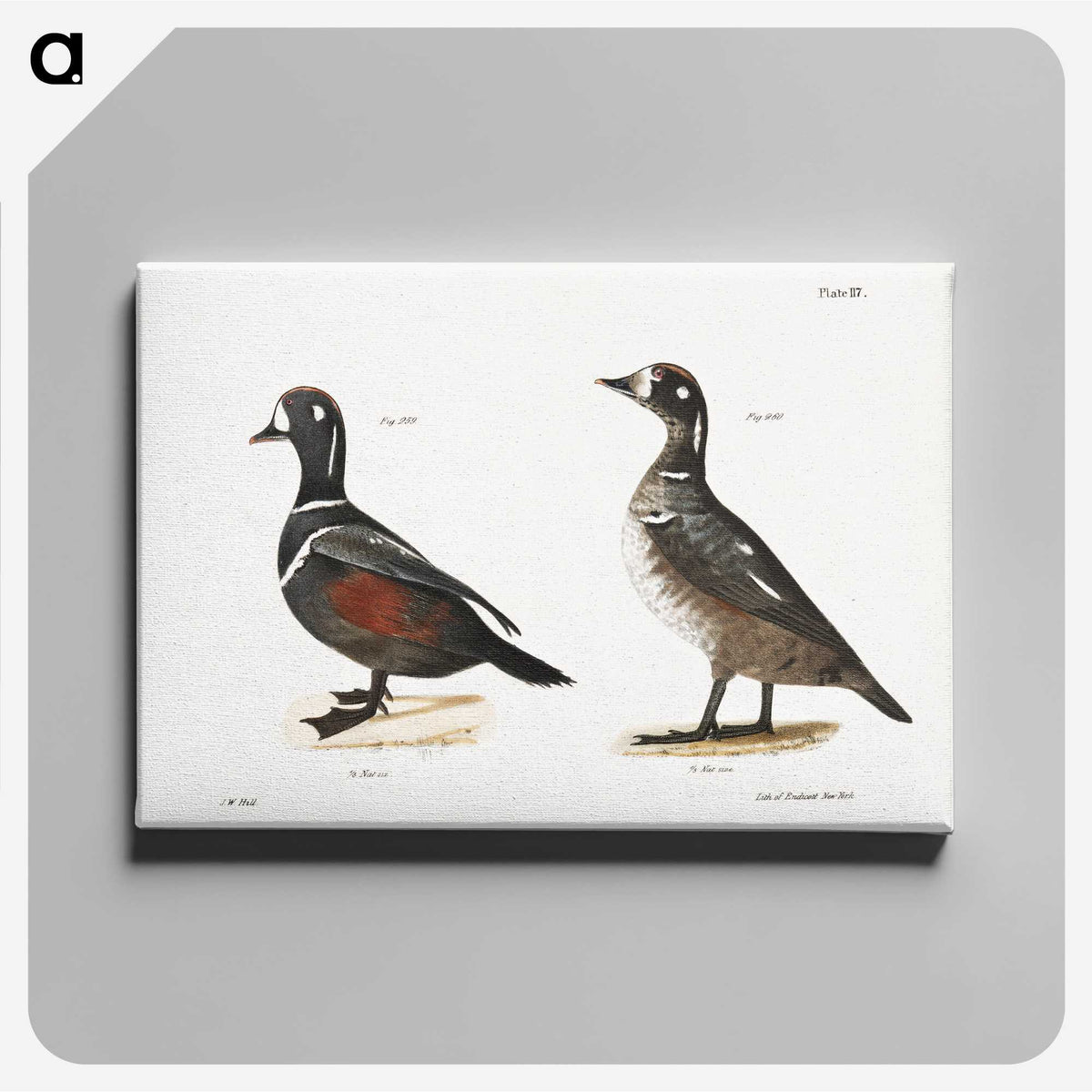 2-74_Zoology-of-New-York_canvas