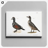 2-74_Zoology-of-New-York_canvas