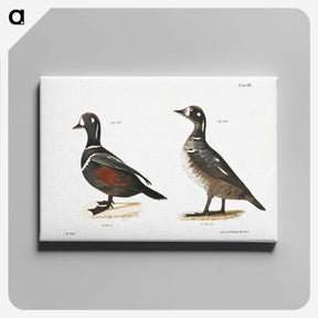 2-74_Zoology-of-New-York_canvas