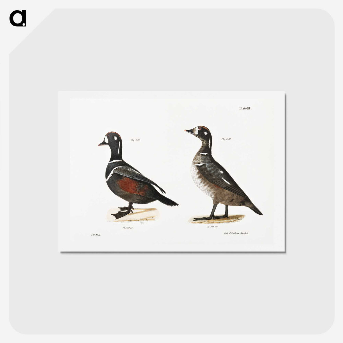 2-74_Zoology-of-New-York_hagaki