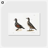 2-74_Zoology-of-New-York_hagaki