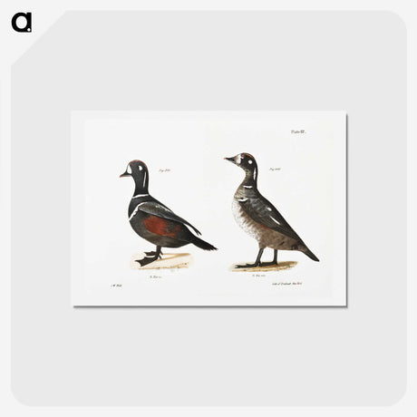 2-74_Zoology-of-New-York_hagaki