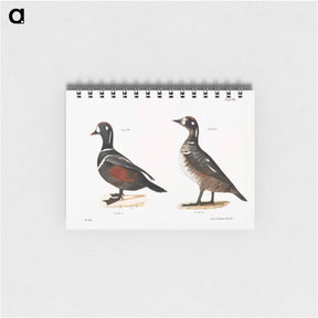 アートメモ帳-Harlequin Duck - ニューヨークの動物学 Memo.
