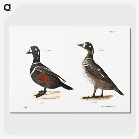 2-74_Zoology-of-New-York_picture-crop