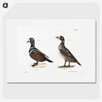 2-74_Zoology-of-New-York_picture