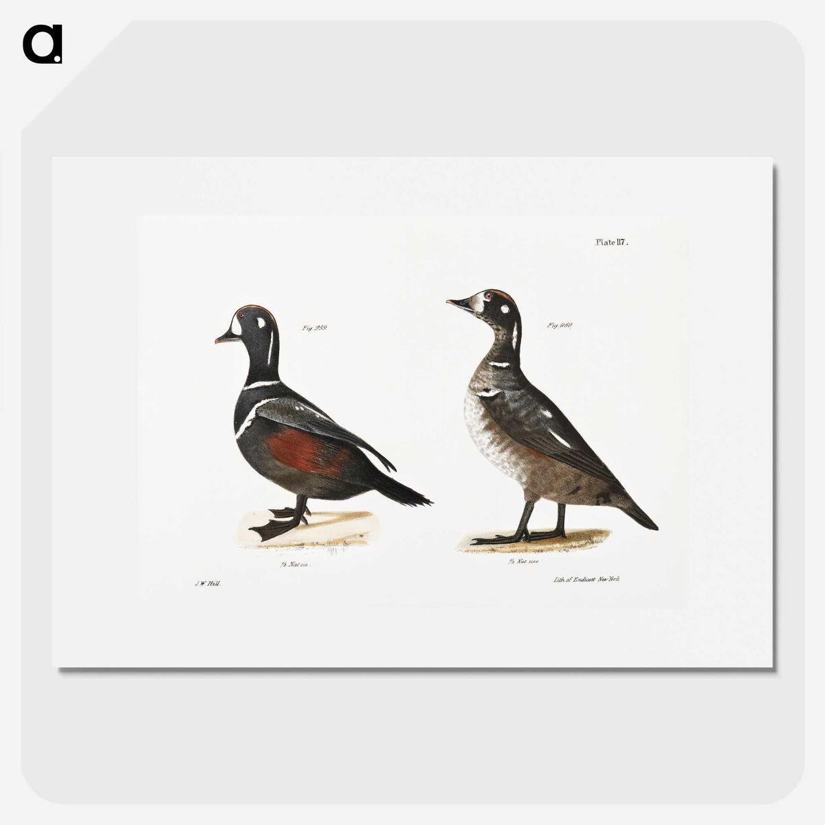 2-74_Zoology-of-New-York_picture