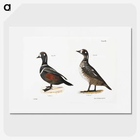2-74_Zoology-of-New-York_picture