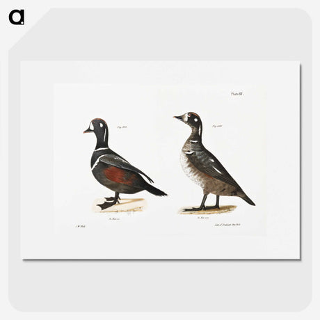 2-74_Zoology-of-New-York_picture