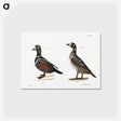 2-74_Zoology-of-New-York_postcard