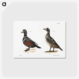 2-74_Zoology-of-New-York_postcard