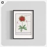 2-75_Anselmus-Boetius-de-Boodt_blk