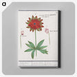 2-75_Anselmus-Boetius-de-Boodt_canvas