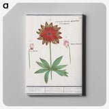 2-75_Anselmus-Boetius-de-Boodt_canvas
