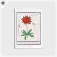 アートポストカード-Anemone, Anemone - アンセルムス ボエティウス デ ブート Postcard.