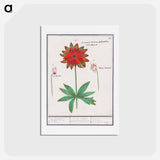 アートポストカード-Anemone, Anemone - アンセルムス ボエティウス デ ブート Postcard.