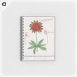 2-75_Anselmus-Boetius-de-Boodt_memo