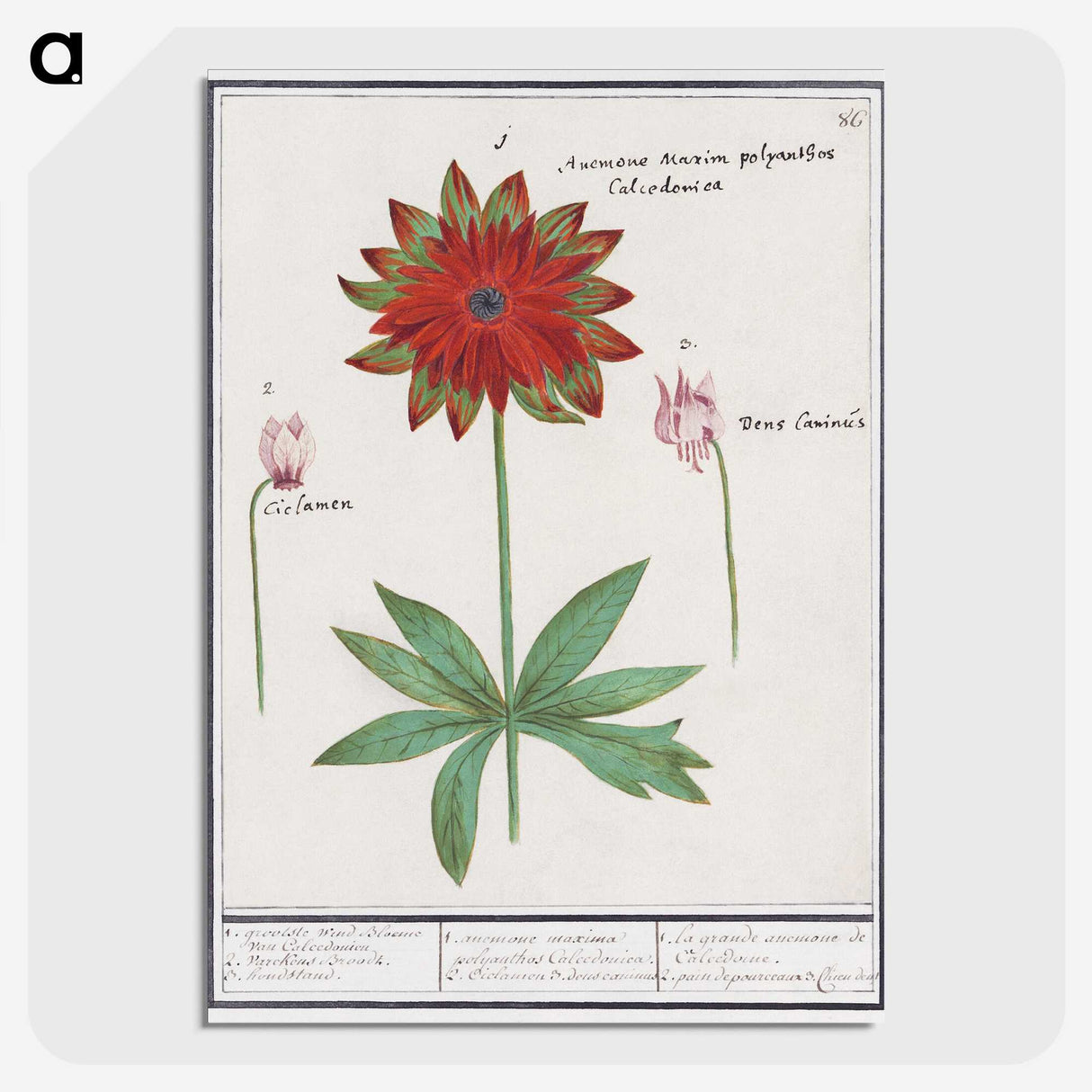 2-75_Anselmus-Boetius-de-Boodt_picture-crop