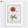 2-75_Anselmus-Boetius-de-Boodt_picture