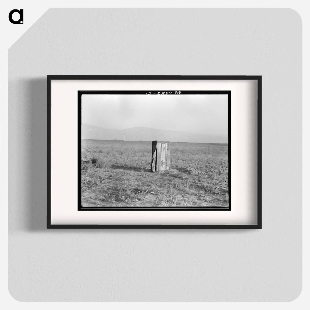 Single tobacco flower - Dorothea Lange Poster.