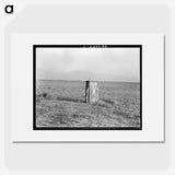 Single tobacco flower - Dorothea Lange Poster.