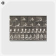 2-75_Eadweard-Muybridge_postcard