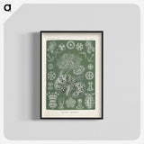 2-75_Ernst-Haeckel_blk-crop