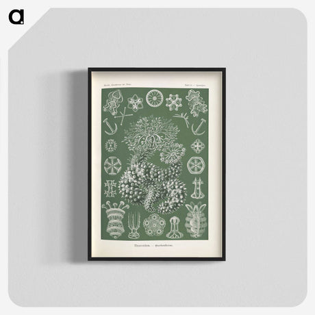 2-75_Ernst-Haeckel_blk-crop