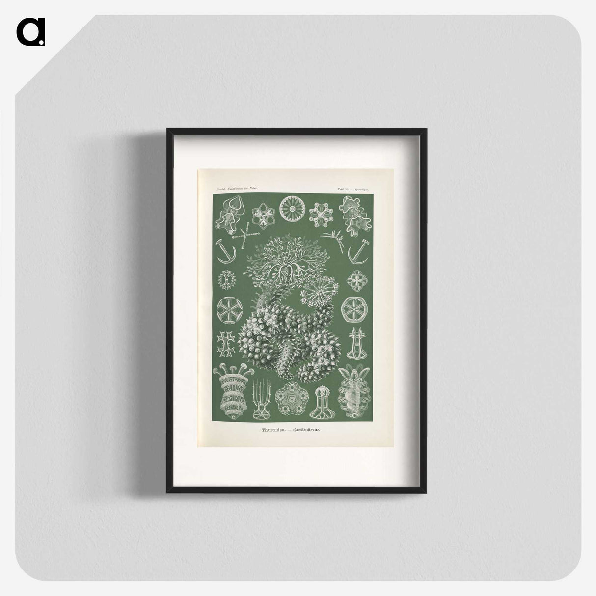 2-75_Ernst-Haeckel_blk