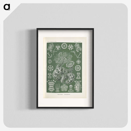 2-75_Ernst-Haeckel_blk