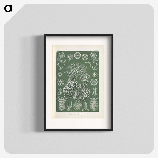 2-75_Ernst-Haeckel_blk