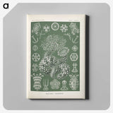 2-75_Ernst-Haeckel_canvas