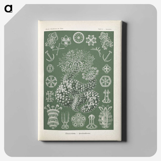 2-75_Ernst-Haeckel_canvas