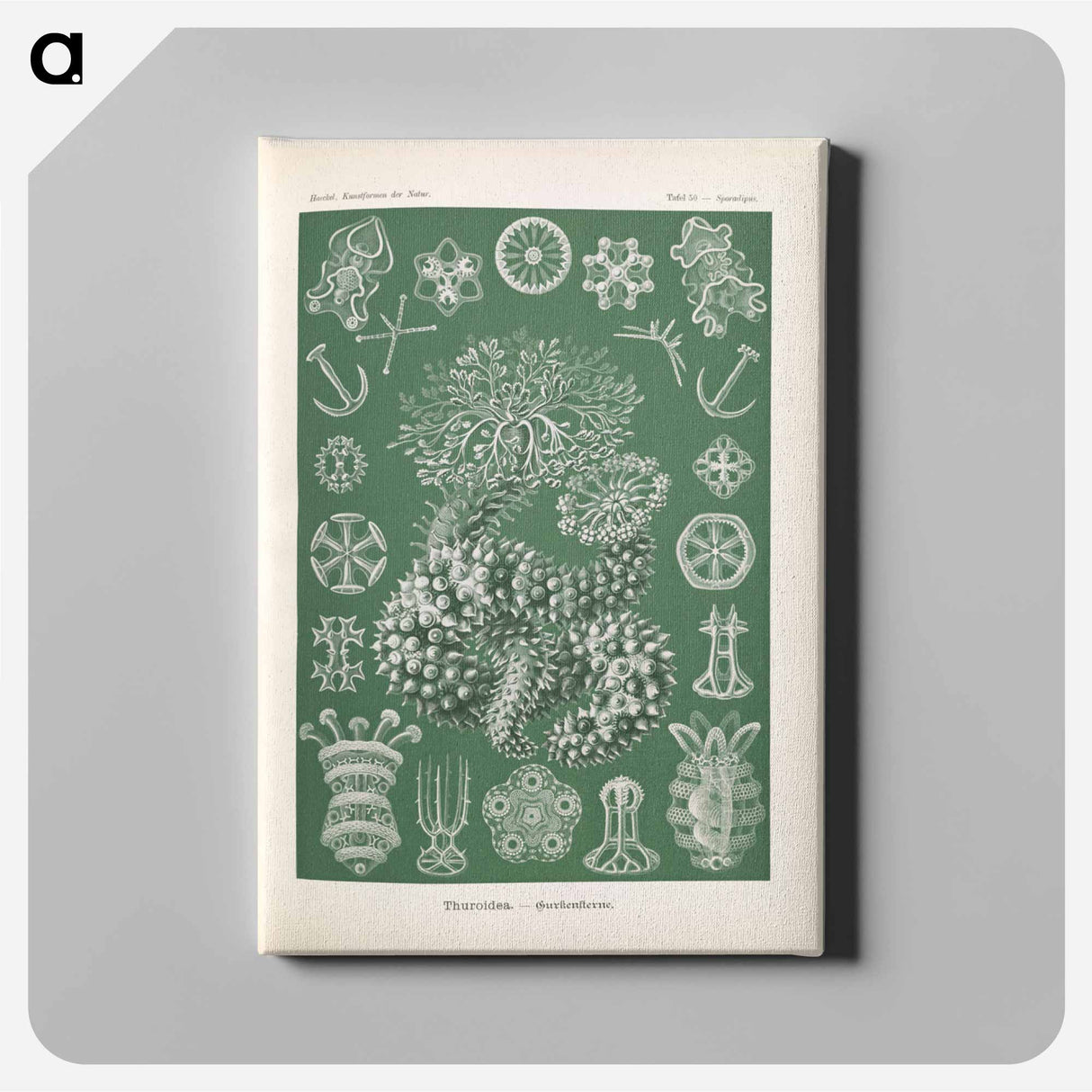 Marine life illustration - エルンスト ヘッケル Canvas.