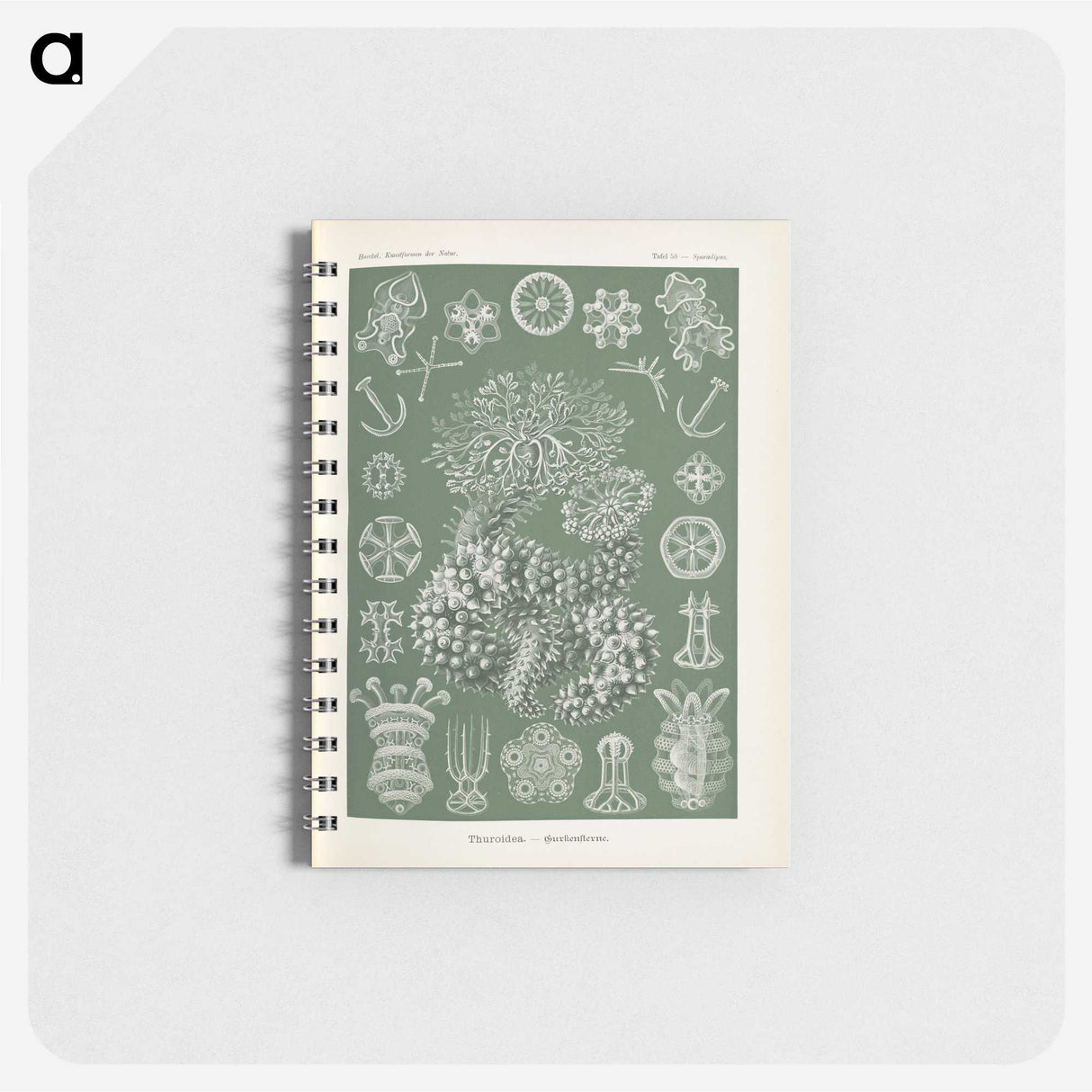 2-75_Ernst-Haeckel_memo