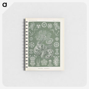 2-75_Ernst-Haeckel_memo