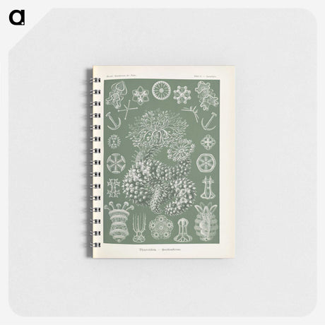 2-75_Ernst-Haeckel_memo
