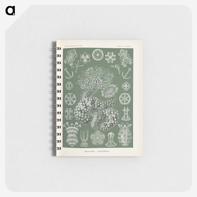 2-75_Ernst-Haeckel_memo