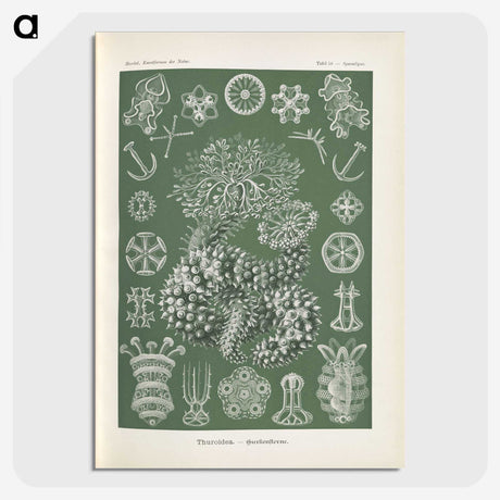 2-75_Ernst-Haeckel_picture-crop