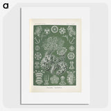 2-75_Ernst-Haeckel_picture