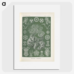 2-75_Ernst-Haeckel_picture