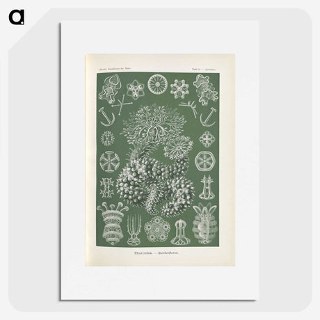 2-75_Ernst-Haeckel_picture